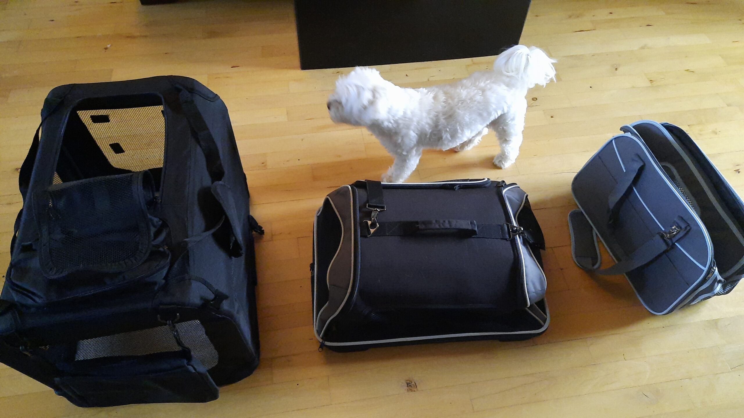 dog standing with three bags of different sizes