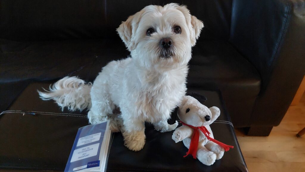 Sofus the dog beside his EU pet passport, the document UK residents can no longer use to enter the EU from 22 April 2026.