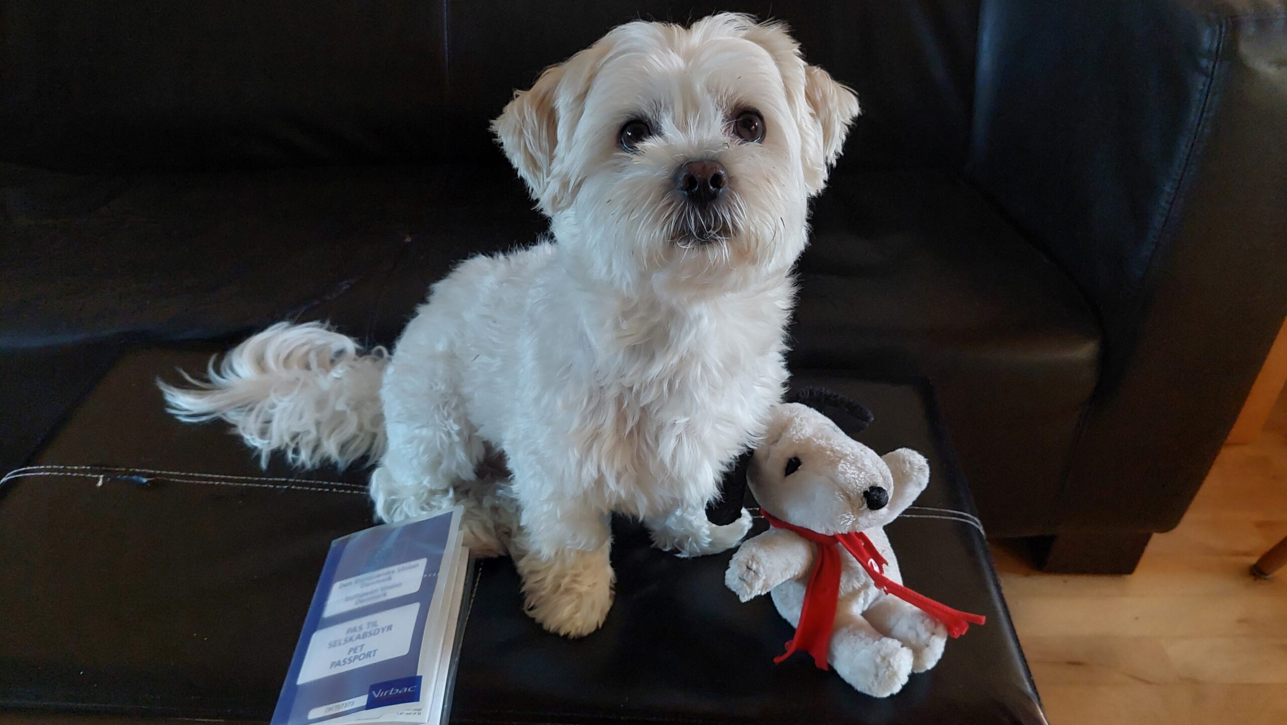 Sofus the dog beside his EU pet passport, the document UK residents can no longer use to enter the EU from 22 April 2026.