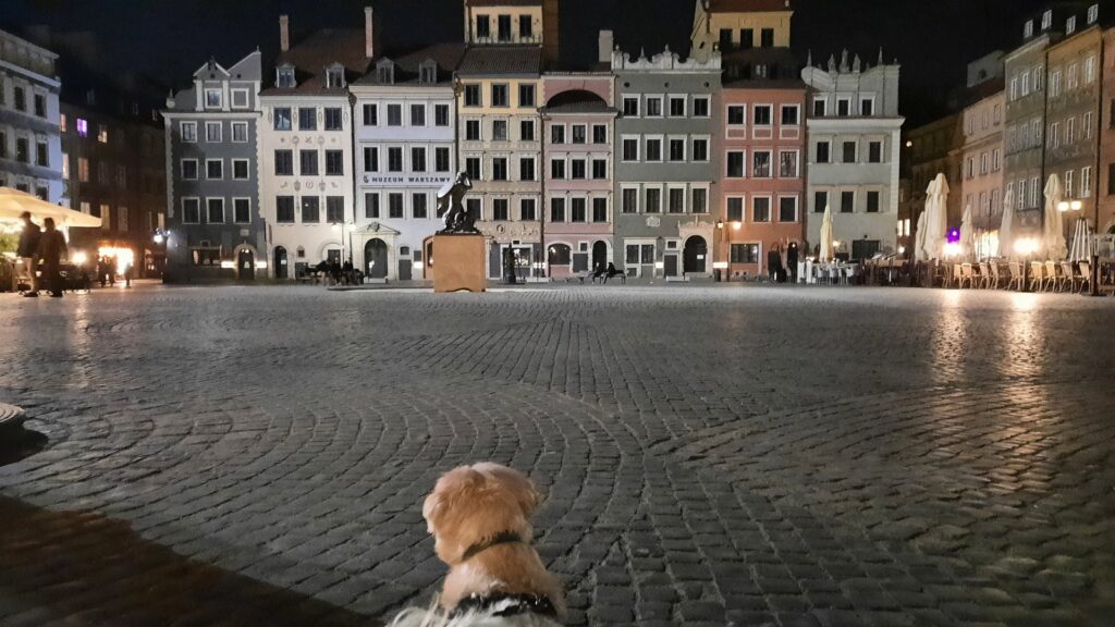 A cotonese dog Sofus looks at the Old Town Square in Warsaw at night.
