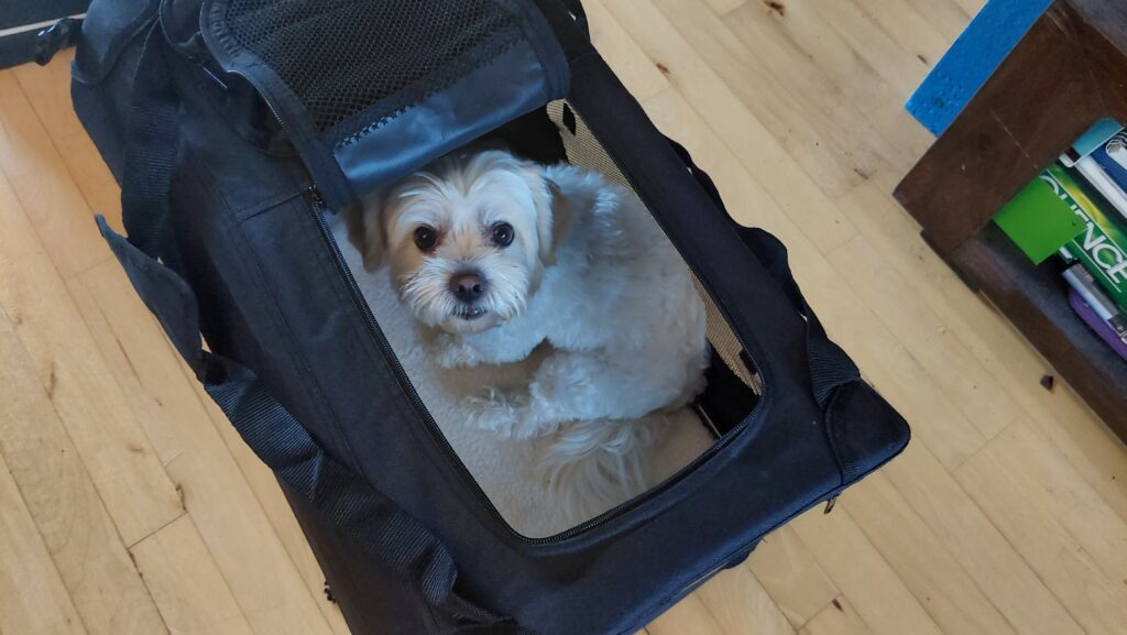 Sofus is a 6.2 kg dog. He is sitting in a bag that is to big to take on the plane.