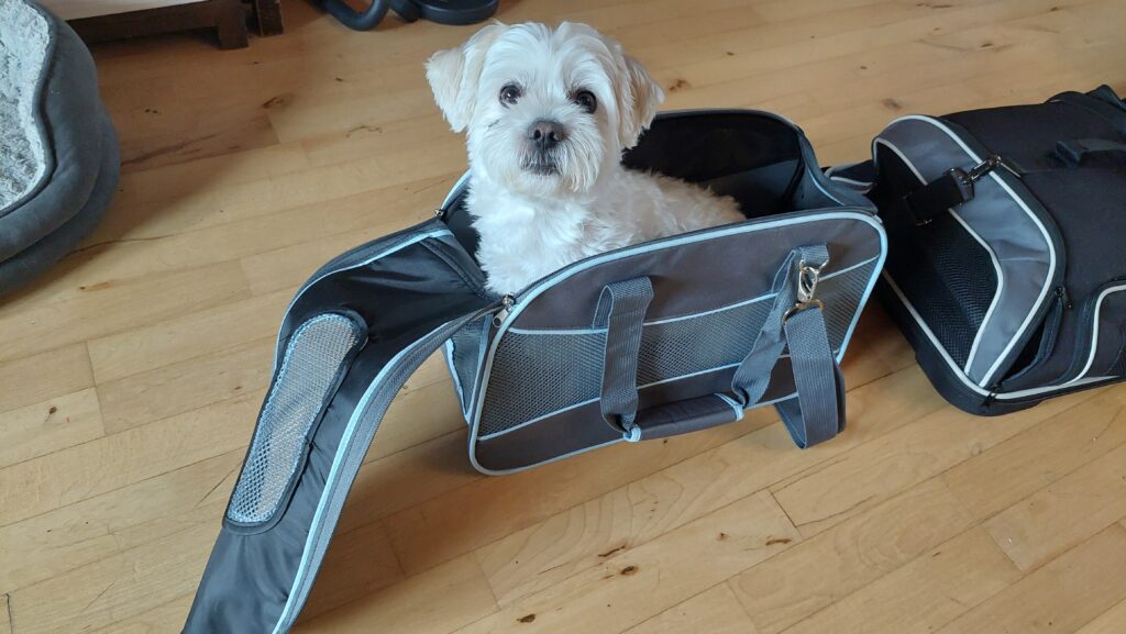 Maltese dog sitting in a Trixie bag that is too small for him