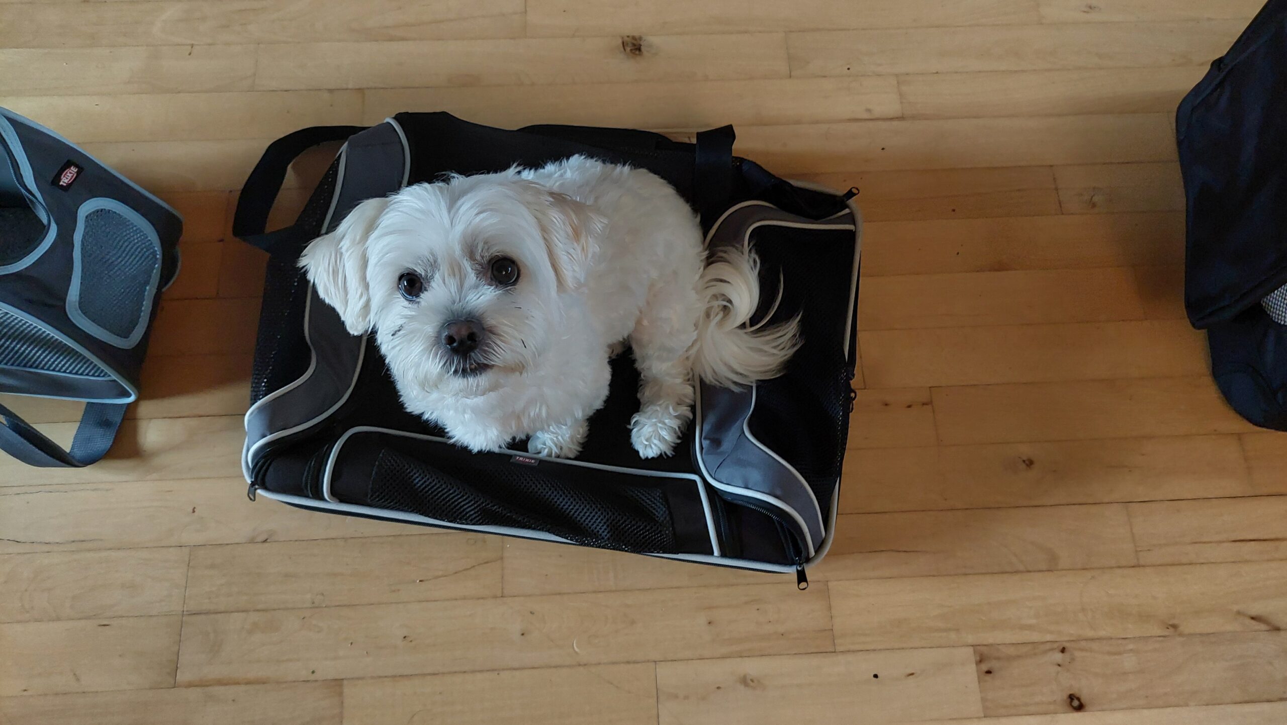 Book your dog’s AHC vet appointment now
