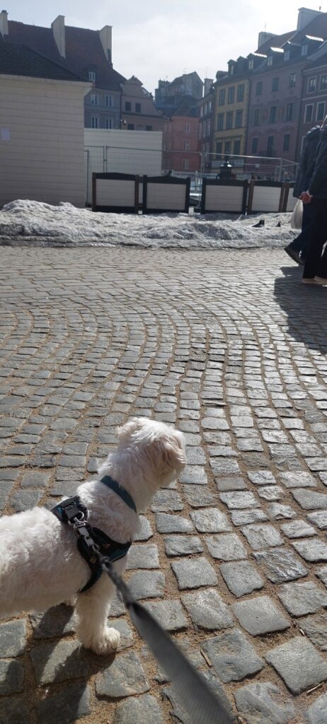 Sofus, a small white Coton de Tuléar, standing on the cobblestones of Warsaw's Old Town Market Square in front of the colourful reconstructed townhouses