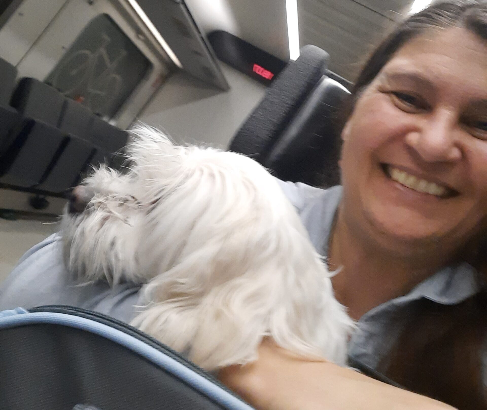 How does a dog go to the toilet on a long train journey?