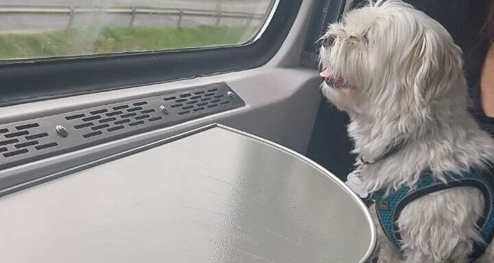 Dogs on German Trains / Deutsche Bahn