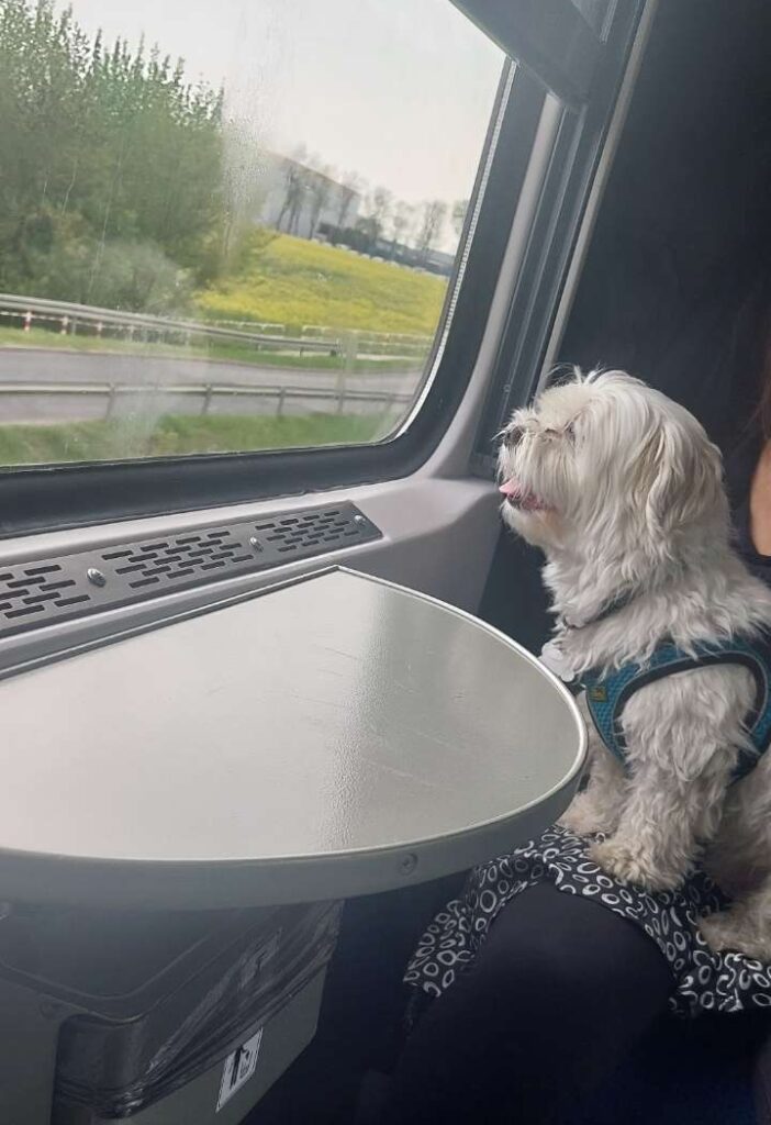 A small white dog is looking out of the window on an German EC train to Berlin