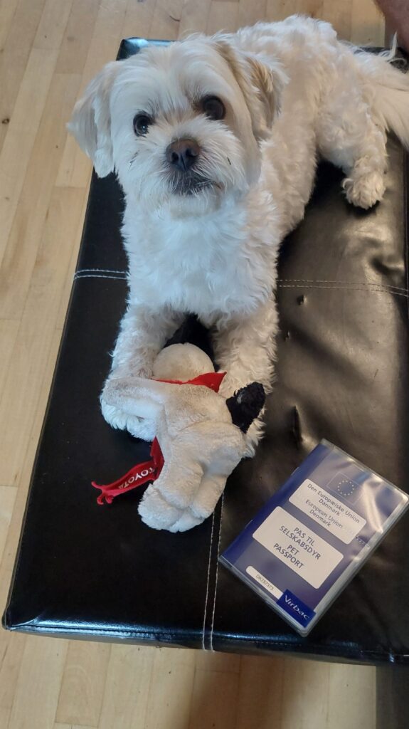 Sofus with his EU pet passport, ready for travel across Europe.