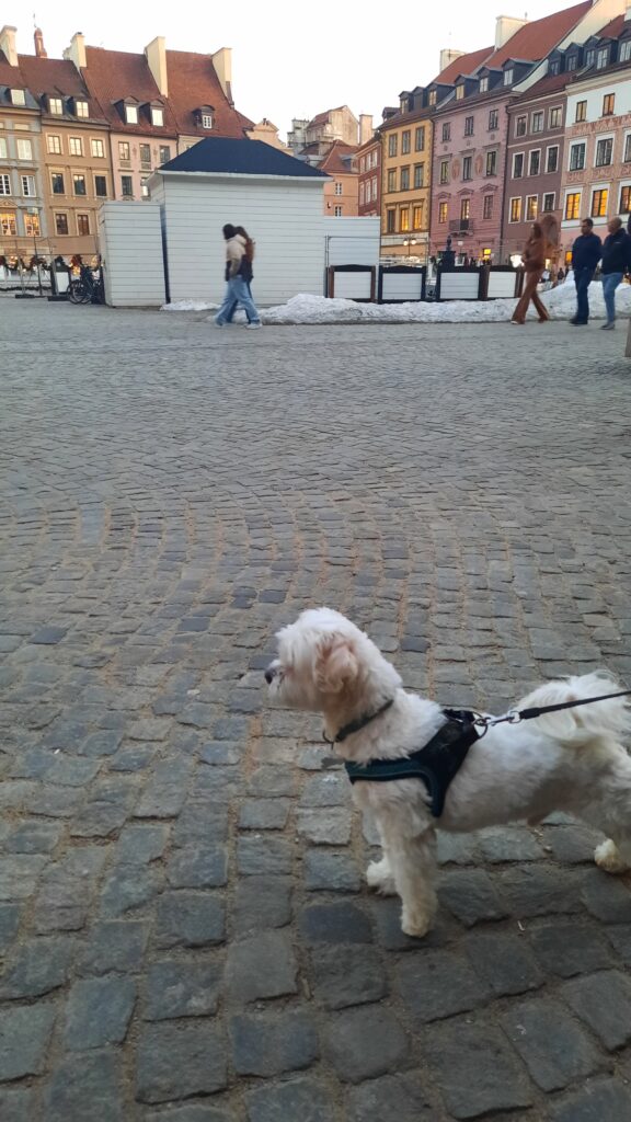 Sofus, a small white Coton de Tuléar in a harness, on his long morning walk across Warsaw's Old Town Market Square before a travel day