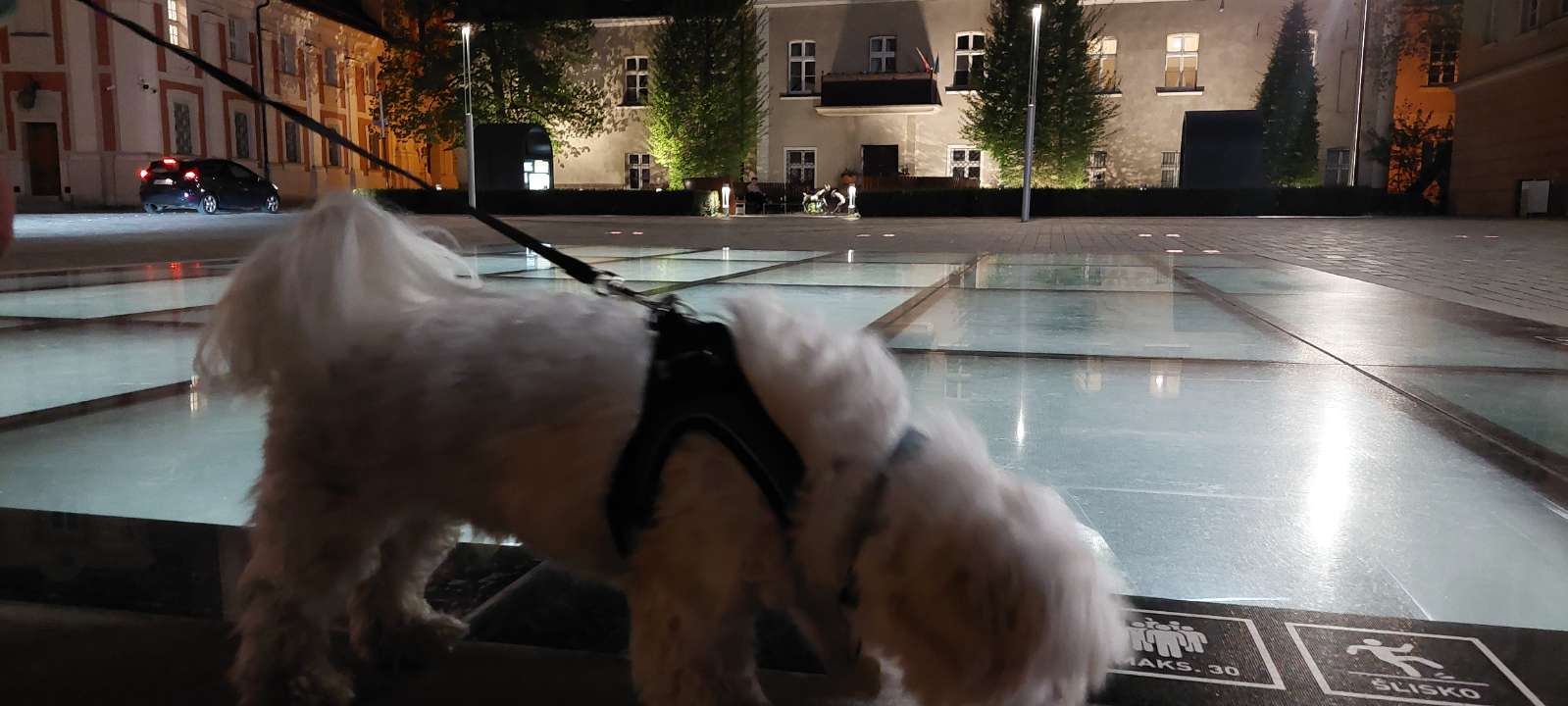 Poznan with a dog