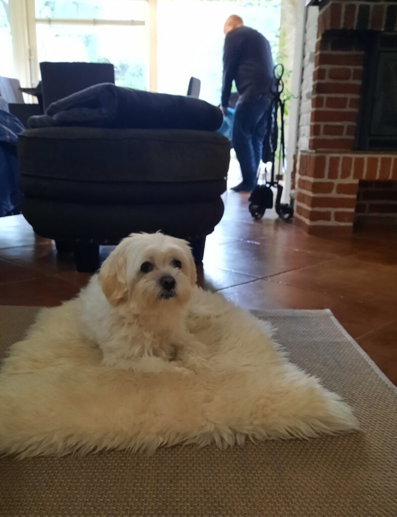 Sofus the dog resting on a white lambskin in our Flensburg holiday accommodation during a practice trip.