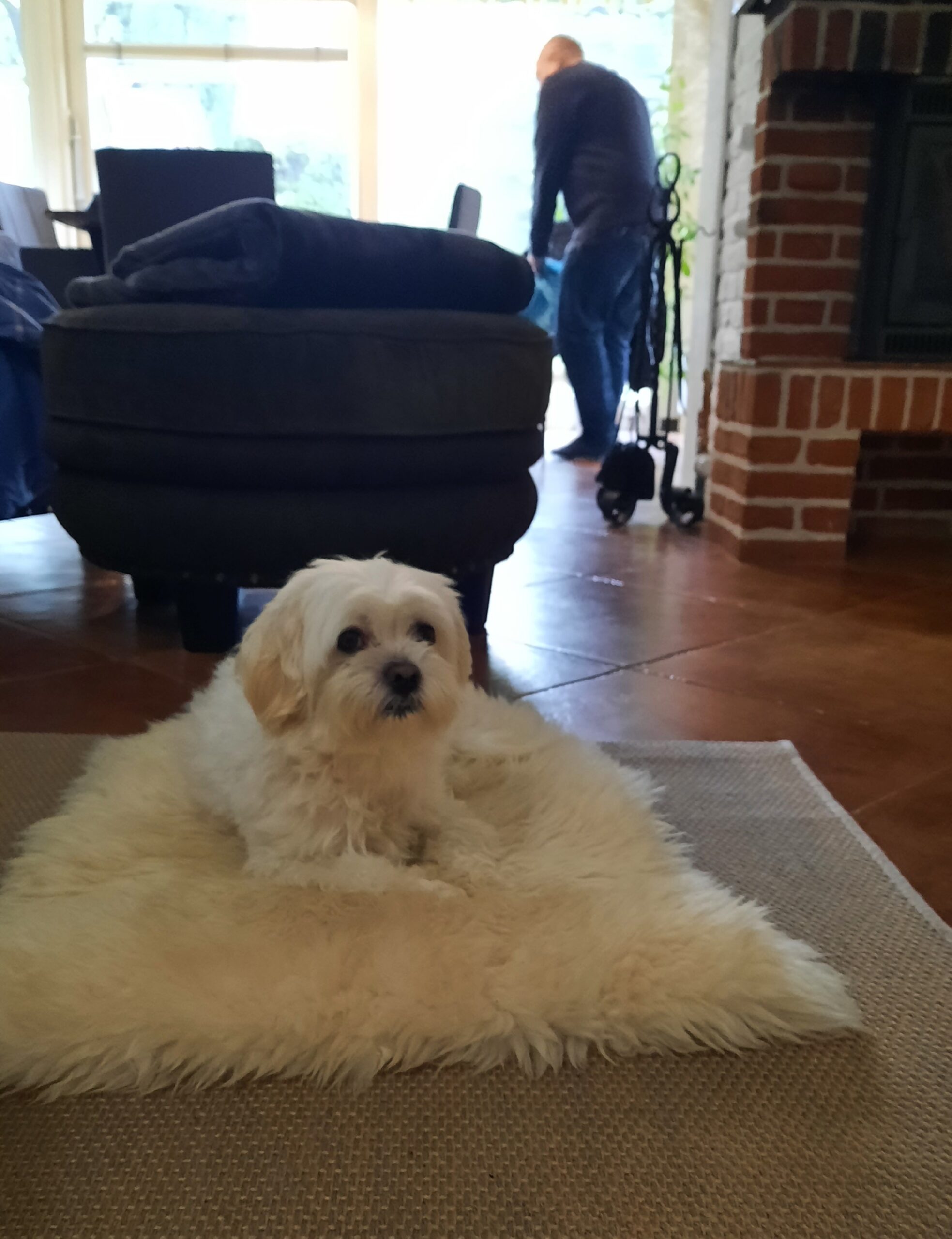 How to get an EU Pet Passport (first-hand)