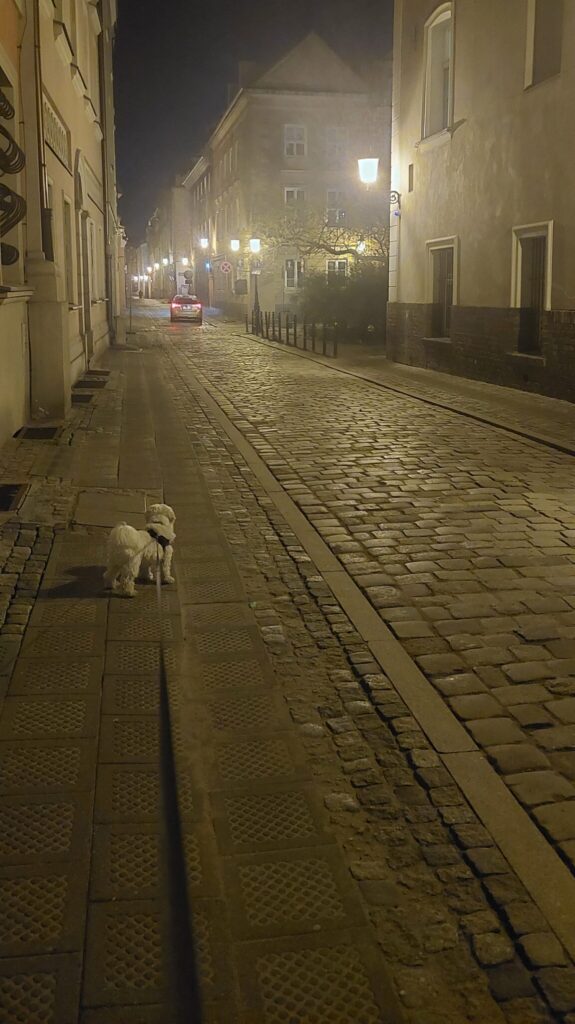 dog walk in the side street of the old town in Poznan